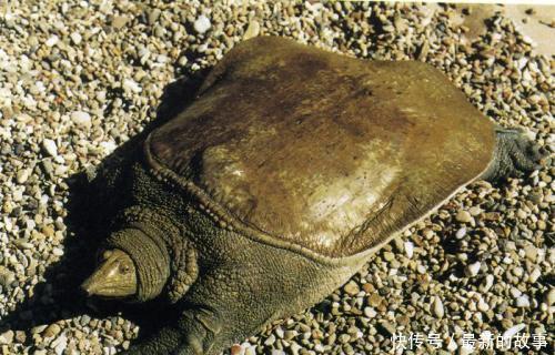  捕获|千岛湖“二十斤大鳖”爬上岸，被岸边钓鱼人捕获，是保护动物？
