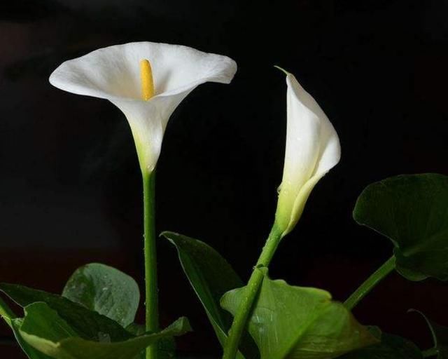  喝茶|“过得好坏，一看就知”：日子过得好的人，喜欢做四件不起眼的事