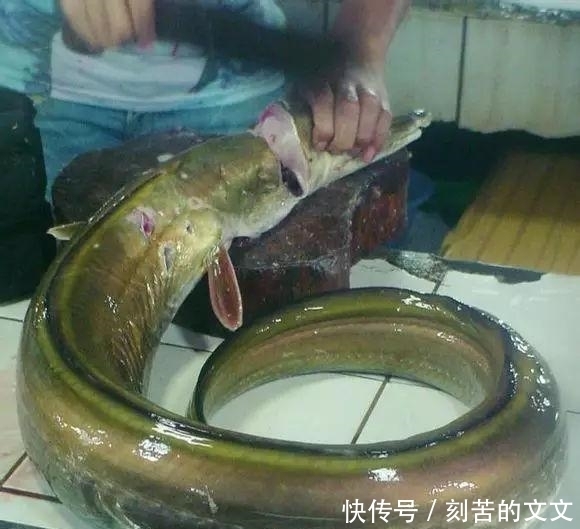  认出|海鲜大全, 你能认出多少