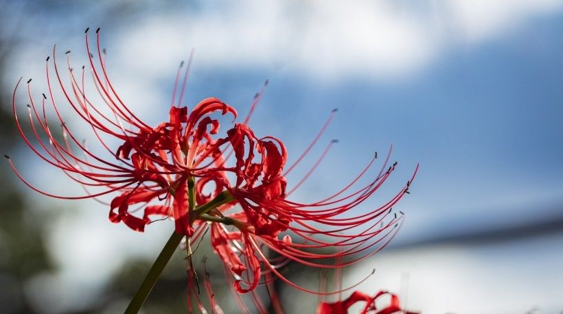 不再|7月下旬,桃花萦绕,真情不再绕路,幸福爱情降临的4大星座