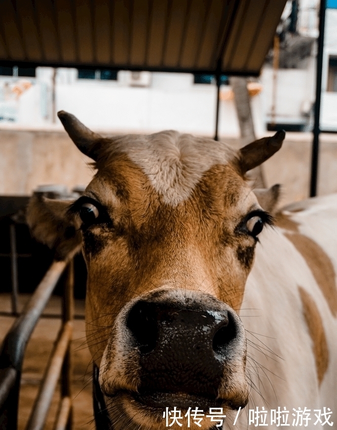 好事|大金牛:三个好事找上门,好日子被大喜事铺满!