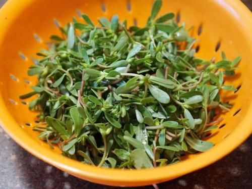  慢跑|很多人把当杂草，却是清肠菜，一盘抵得上慢跑一小时，体重嗖嗖2位数