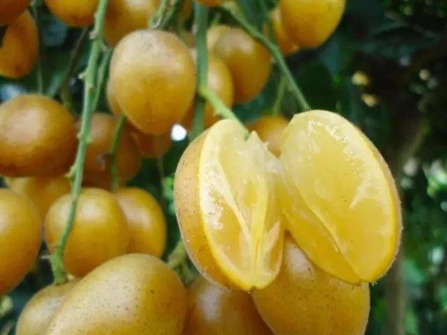  悄悄|这种水果正悄悄上市！不仅酸甜可口，全身都是宝！喜欢吃吗？