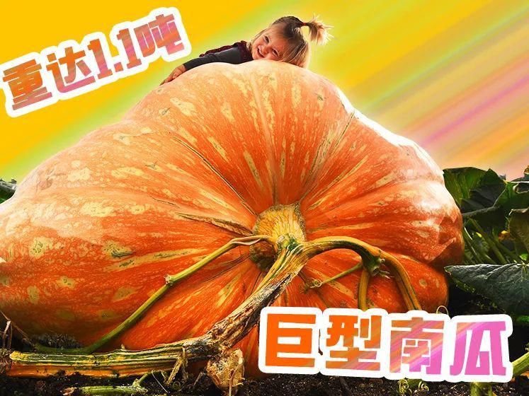 顺德|味在顺德！佛山&顺德吃货攻略出炉啦~