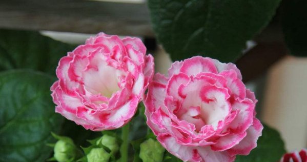 俗话|俗话：吃亏是福，但人到中年有4个亏不能吃，不然后半生不得安宁