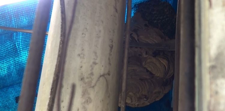 当心|马蜂成了屋檐下“常客”该怎么办?夏季要当心这些动物