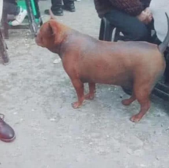  脆皮|小伙偶遇一只“脆皮狗”, 外焦里嫩，狗狗动起来让人无法直视