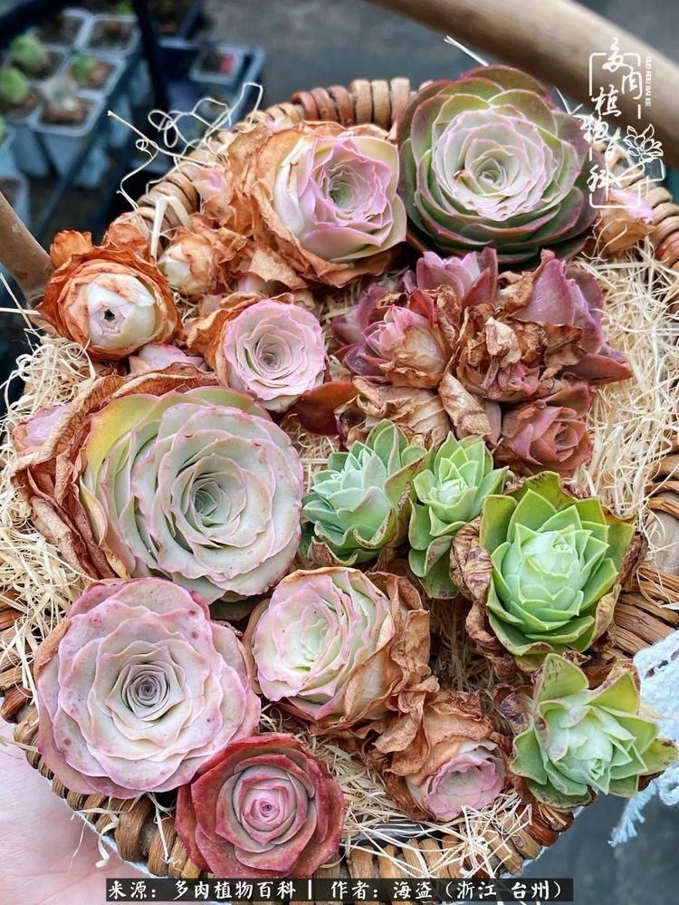  梅雨季|干货：高温高湿梅雨季，山地玫瑰养护提醒，帮你远离黑腐！