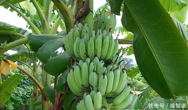 番石榴|三种泰国便宜的水果,山竹、芭蕉、番石榴,在中国却卖的很贵!