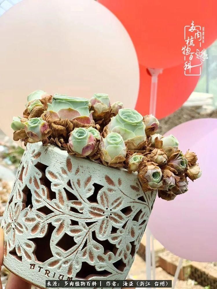  梅雨季|干货：高温高湿梅雨季，山地玫瑰养护提醒，帮你远离黑腐！