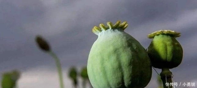  罂粟|中国唯一合法种植“罂粟”，规模高达一千亩，武警携真枪全天看守