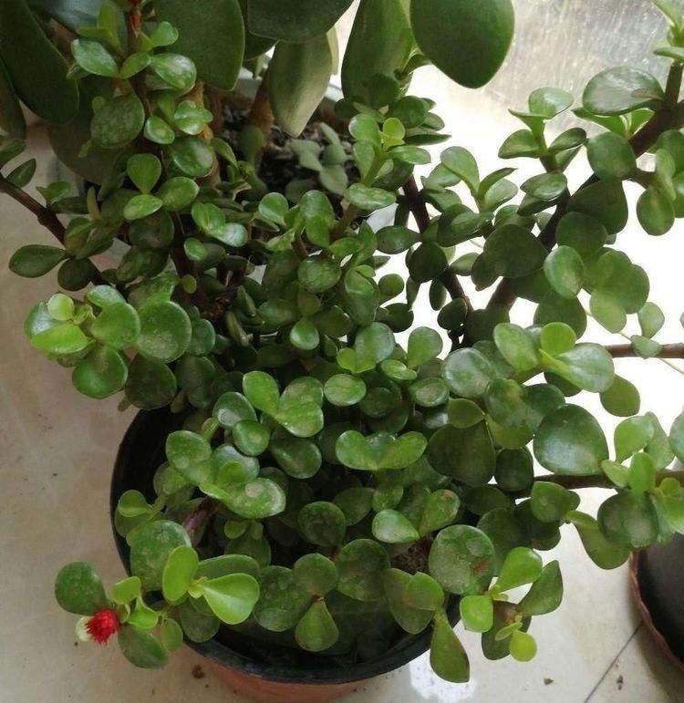 别忘了|秋冬季如何养金枝玉叶?有“3招”别忘了,长枝长叶变老桩