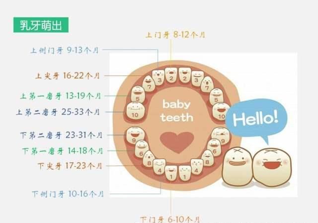  牙上颌|宝宝的牙齿是怎么发育的