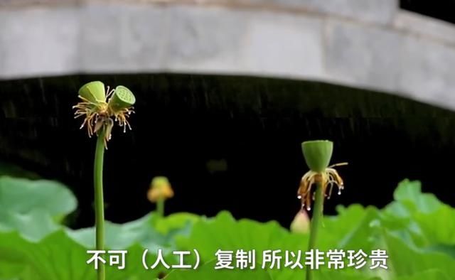  玄武湖|南京玄武湖连续出现2株并蒂莲，无法人工复制极为珍贵