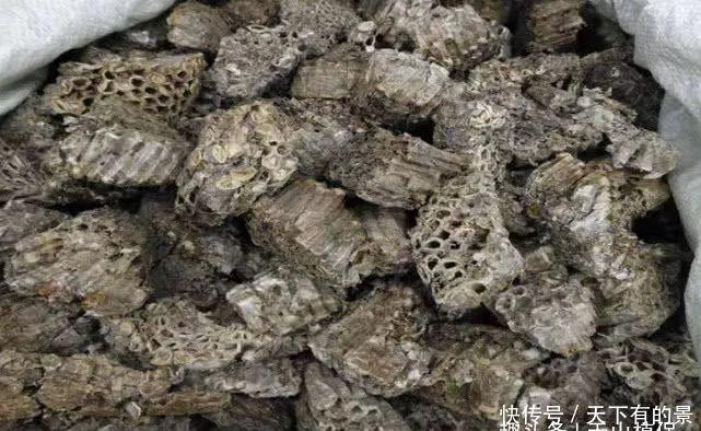 种桑螵鞘|生长在桑树上的“疙瘩”农村小孩都拿来泡水喝,如今一斤120元