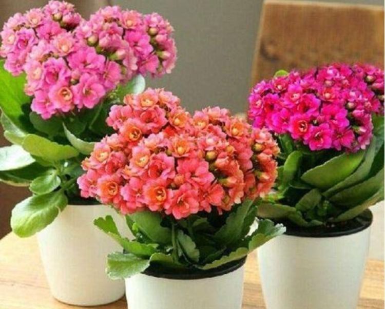  适合|最适合新手养的4种花，沾土就能活，颜值高寓意好，过年开的最旺