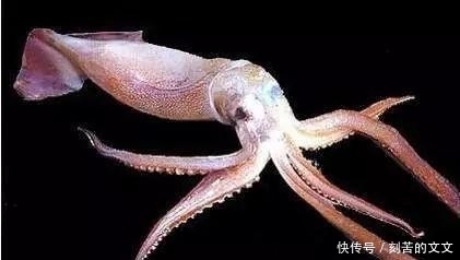  认出|海鲜大全, 你能认出多少