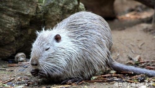 中大奖|鼠鼠人:最近7天吉星入命,最容易发横财中大奖,一夜暴富