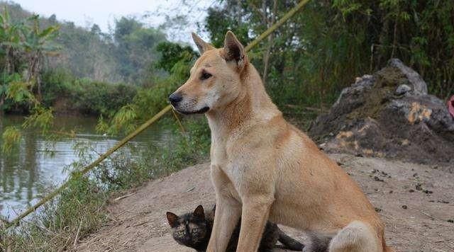体现|咬人犬未必全是恶犬,但随意伤人就是恶犬,犬的行为体现主人素养