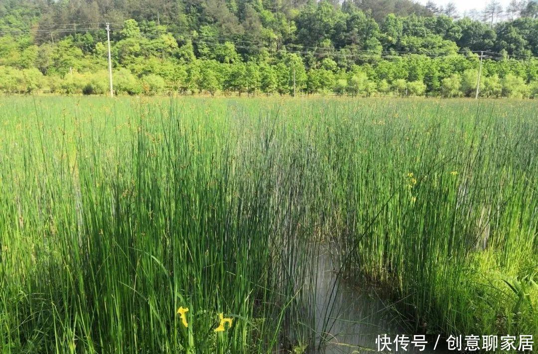  绿萝|绿萝还好养的花，整盆丢水里，泡3天也不会死！