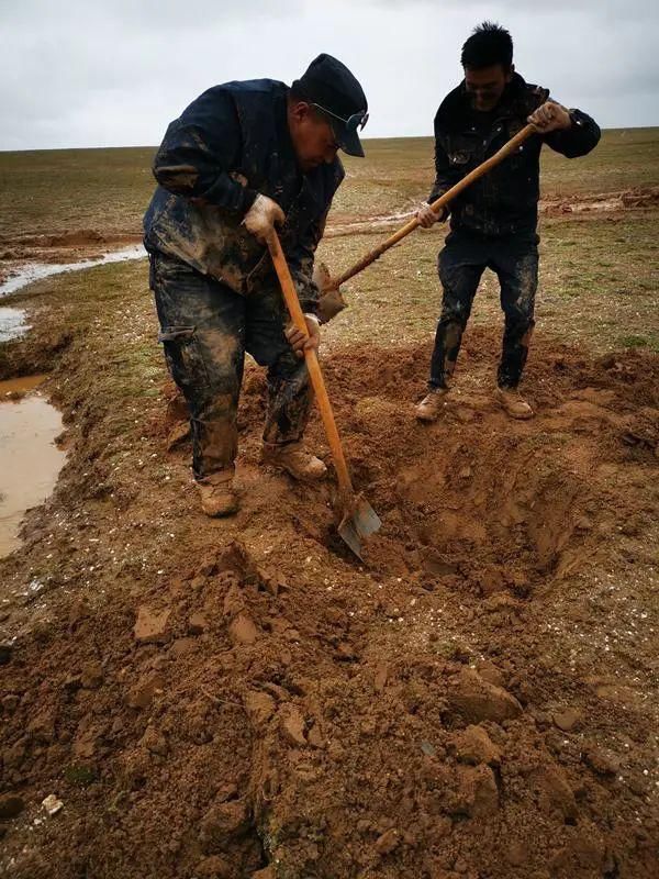  深圳|可可西里的守护者！深圳男子用镜头记录荒原上的藏羚羊