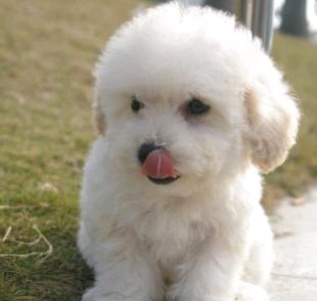  犬病的人|如果全国禁止养狗，有什么利弊？