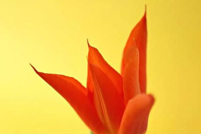  来袭|进入8月有太乙福星降临，运势全面暴涨，财气桃花来袭的3个生肖