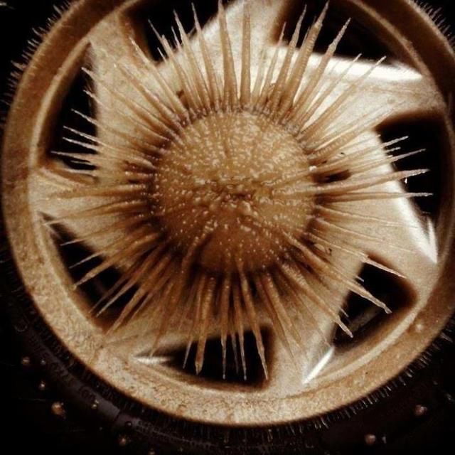  活久|30张“活久未见”的照片：被闪电击中的木头，好像一副国画