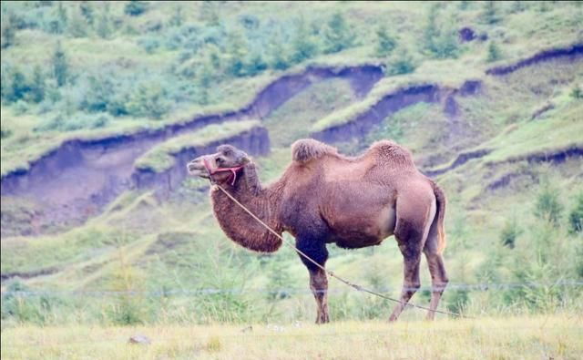 东线|草原天路（四）——东线