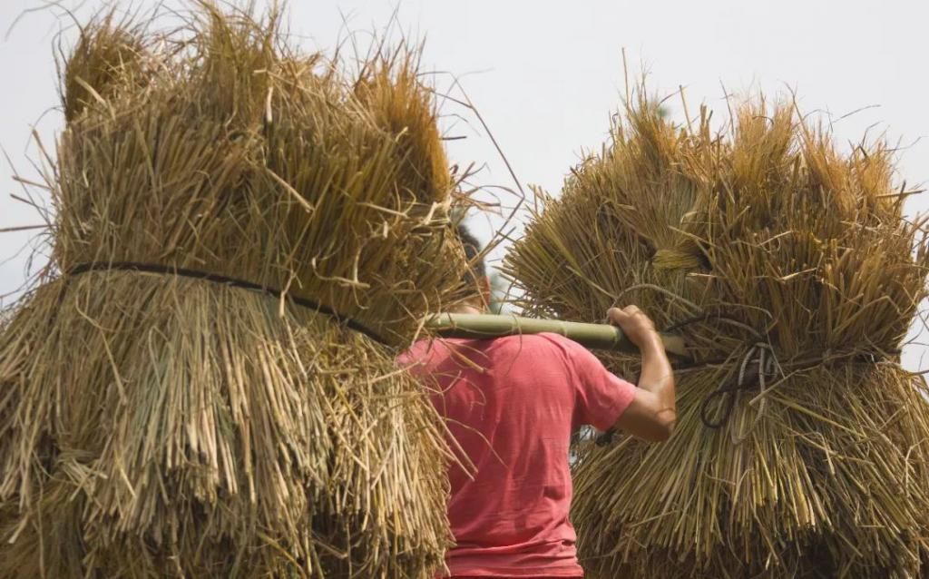 误会|“我不是废物！”对于人们的误会，秸秆有话要说