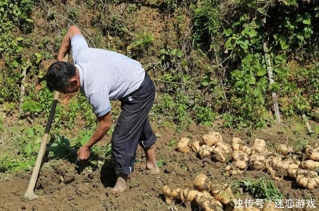 水果|别名和红薯一样,种子有剧毒却被大量种植,南方人常当水果吃