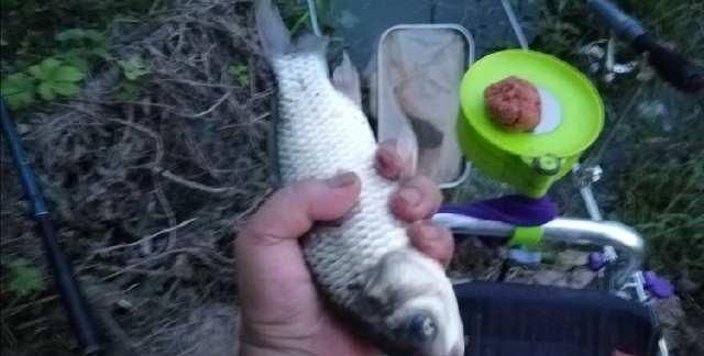  夏天|夏天钓板鲫也不难，滑漂远投钓板鲫实战技巧讲解