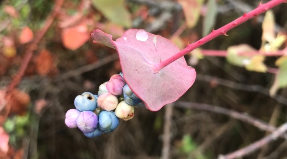  零食|俗称“蛇倒退”，身上长满倒刺，蛇见到就跑，农村娃却当零食吃