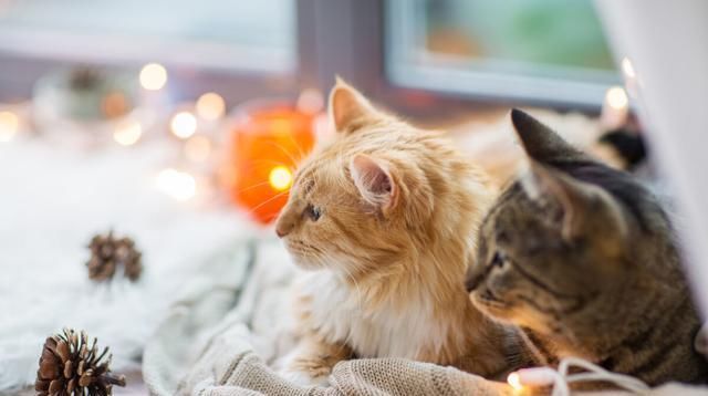 听说|听说跟猫同眠会睡得更香？网友：让你见识一下，什么是半夜蹦床迪