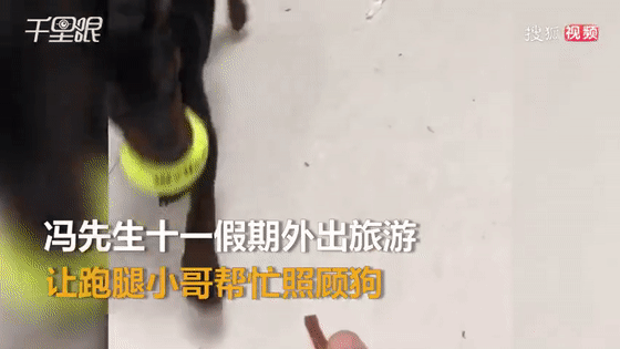 假期|神操作！男子假期出游，雇“跑腿小哥”到家里遛狗…