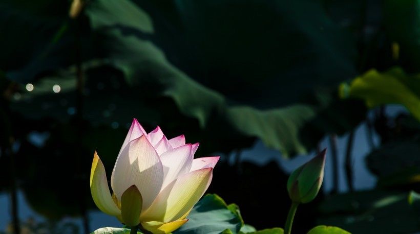 健康运势|8月开始双喜临门,横财一大把,穷日子过成好日子的四大属相