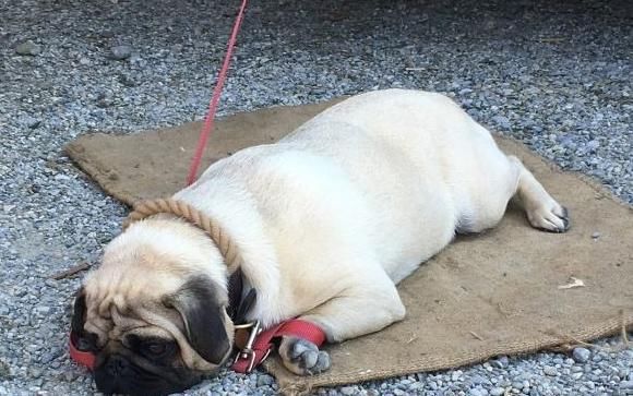  哈士奇|“怕热”的6种狗狗，你家在其中吗？