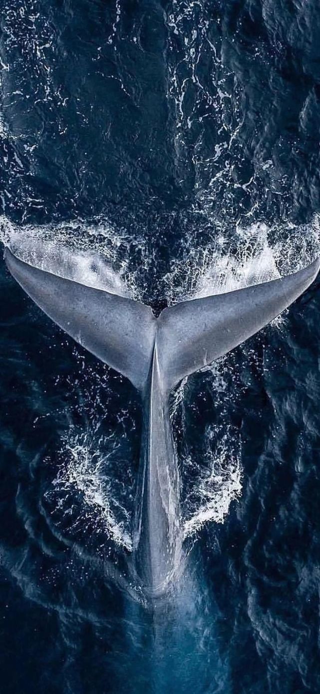  壁纸|壁纸 | 超清唯美全面屏壁纸图片