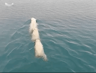  合法|有钱人花上33万，就可以在加拿大合法杀死一只北极熊