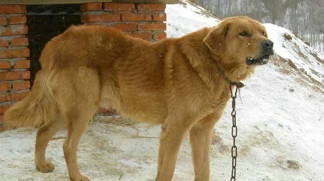  导游|抗洪救灾中的“英雄狗”，这次替土狗洗白了，化身导游替部队领路