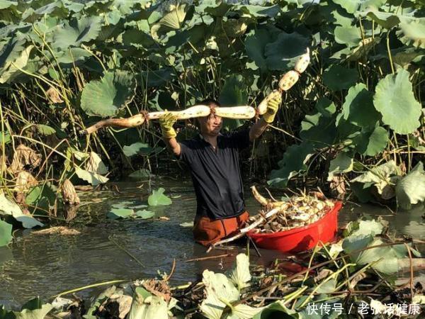 秋补“第一名”是它，健脾胃防秋燥，强免疫，建议中老年多吃2023