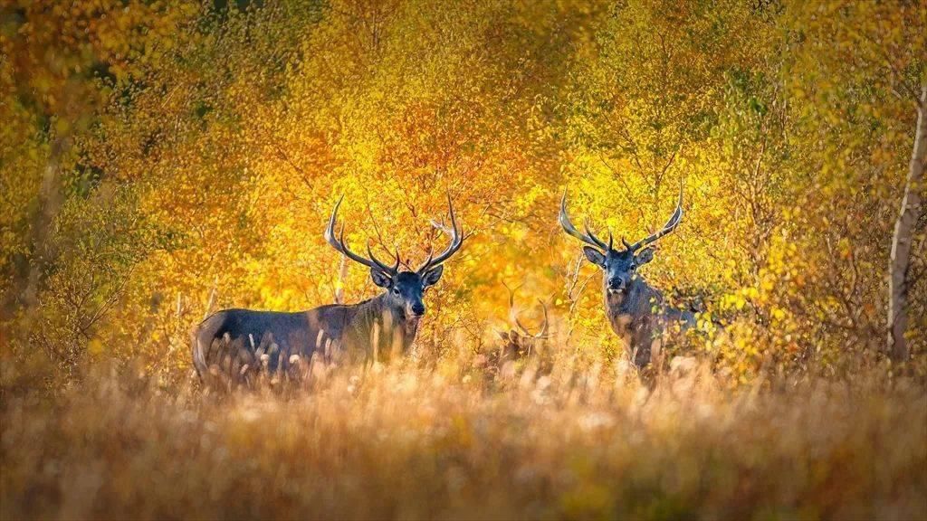  秋日|映象 | 览秋日壮美石阵