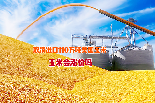 我国取消进口110万吨美国玉米，预示着啥？国内玉米会涨价吗？