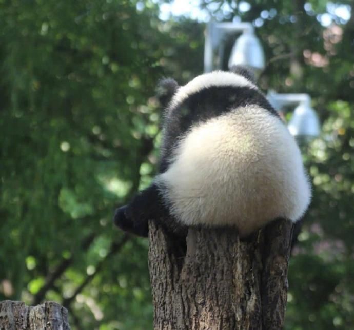  爬树|饲养员不让熊猫爬树，国宝背对着以示抗议，一看这姿势萌出一脸血