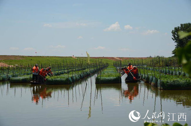 江西|江西南昌：民兵助力灾后重建（图）