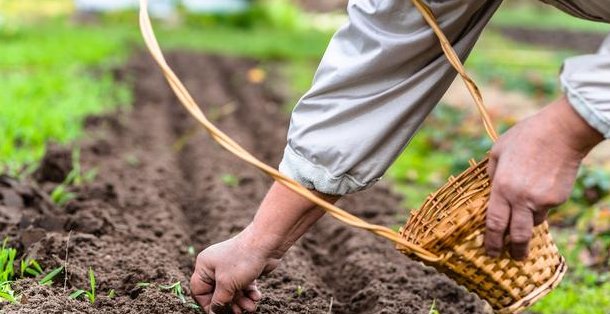  蔬菜|露地蔬菜生产的田间管理技术，你了解多少，不妨看看