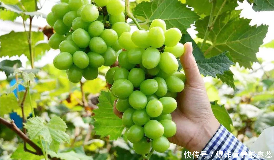 阳光玫瑰葡萄到底能吃不(阳光玫瑰葡萄到底能不能吃，安不安全？看完这篇文章，你就知道了)