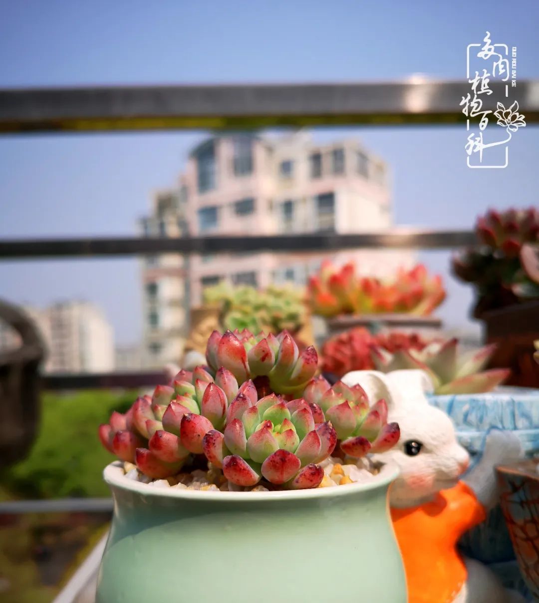  萌化|当粉粉的多肉捧在手心，我体验到了什么叫“萌化了心”