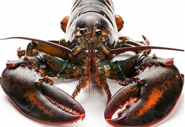  人才|广东人才是真的会吃龙虾，越贵的龙虾，做法越讲究