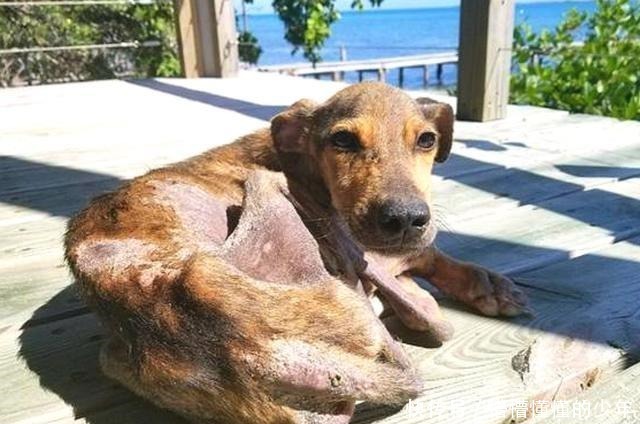 幸运|狗狗流落荒岛半年,瘦到露出肋骨,偶遇海钓铲屎官后才幸运获救